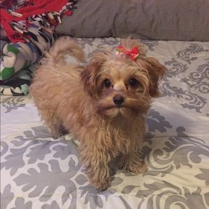 Meet your Posher, Melissa